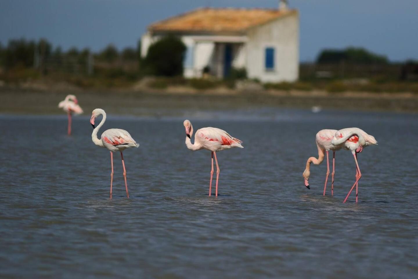 Mas Provencal De 120M2 En Camargue, Avec Piscine Et Parking Inclus, Ideal Pour Des Vacances Αρλ Εξωτερικό φωτογραφία
