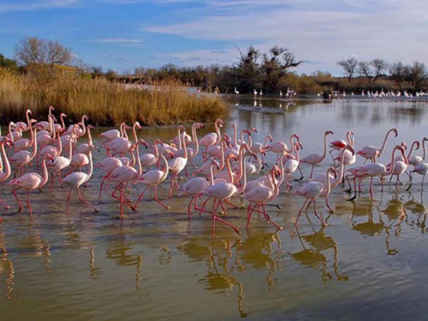 Mas Provencal De 120M2 En Camargue, Avec Piscine Et Parking Inclus, Ideal Pour Des Vacances Αρλ Εξωτερικό φωτογραφία